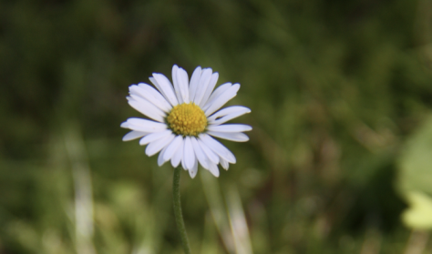 Birkesaft, blomster og bellis - Smag på foråret