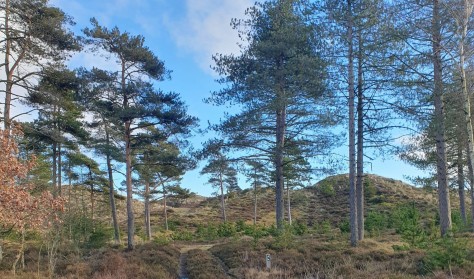 Forårsvandretur i Ho Plantage - Mellem Vesterhav og Vadehav