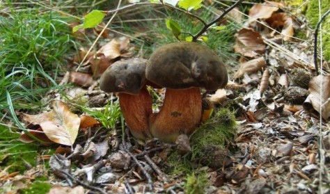 Er svampen spiselig eller giftig? - Svampetur i Sonnerup Skov i Odsherred.
