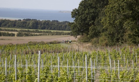 FRA MARKEN TIL GLASSET