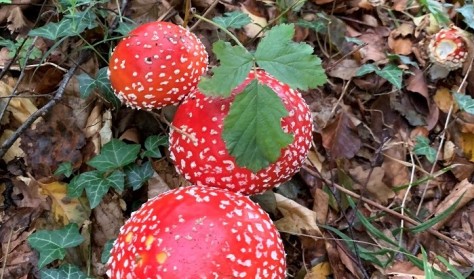 De fire årstider i Geoparken - Efterår