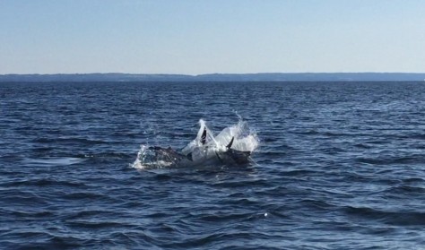 Tunsafari med Øresundsakvariet