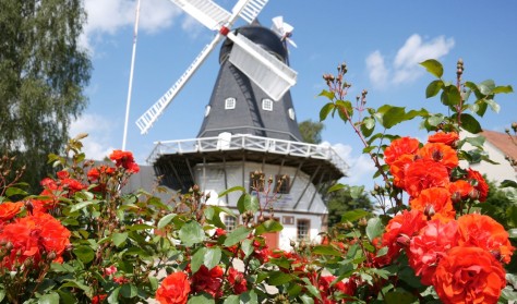 Ringsted Museum & Arkiv og Ringsted Vindmølle