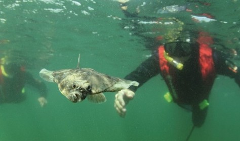 Snorkelture i Øresund