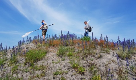 Insekt safari på Hårbølle Strand