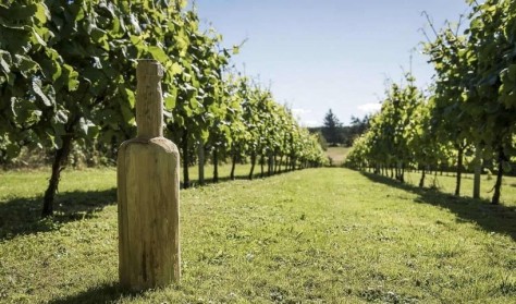 Rundtur og besøg på vingård | Outdoor | Fødevarer i Thy