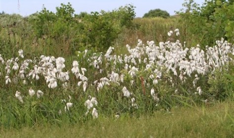 GÅ I GANG – Tvorup Klitplantage | Outdoor