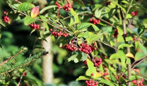 GÅ I GANG – Hanstholm Vildtreservat | Outdoor