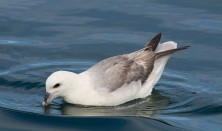 Vild havfuglesafari med Øresundsakvariet 2022