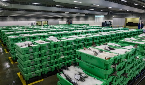 Frisk fisk under hammeren 