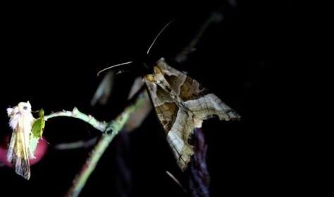 mørkevandring med Dark Sky Guide Naturguide Møn