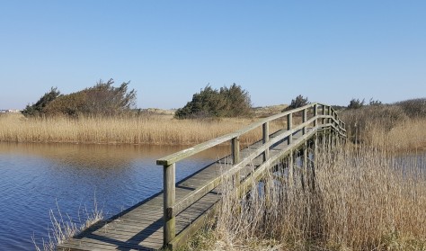 Forårsvandring - Gammelgab Strand til Hattebjerget